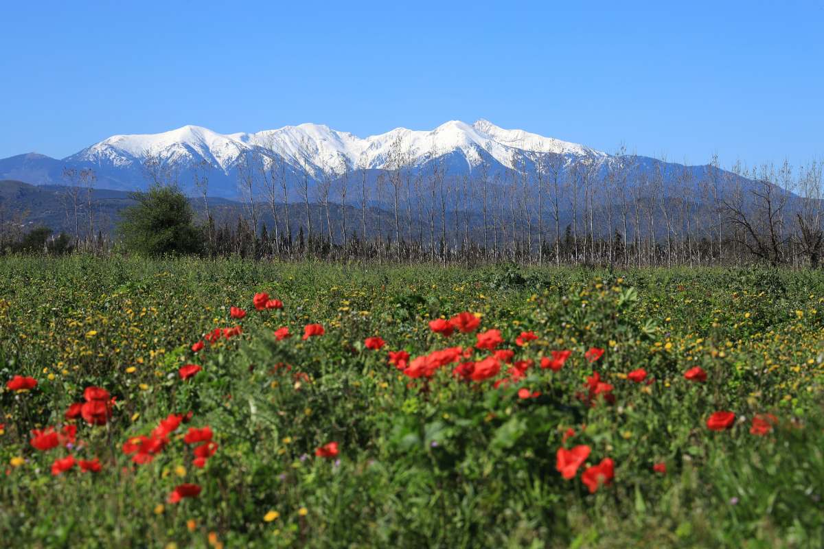 Montagna Canigou